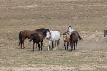 Obraz premium Wild Horses in Springtime in the Utah Desert