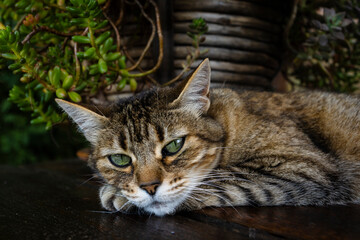 Obraz premium Beautiful green-eyed tabby cat relaxing on the table in the garden