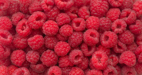 horizontal food background: a lot of ripe raspberries close-up