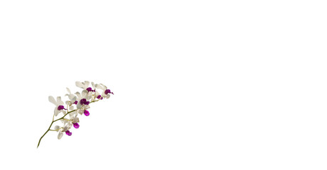 Closeup flower isolated on white background with work path