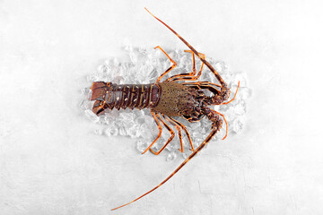 Fresh spiny lobster or sea crayfish on crash ice, preparation for cooking common Mediterranean lobster on concrete gray background, view from above, close up - obrazy, fototapety, plakaty