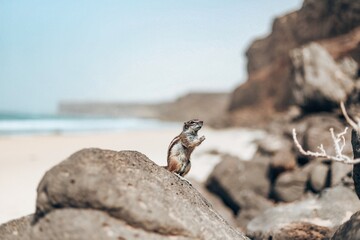 Atlashörnchen, Fuerteventura 