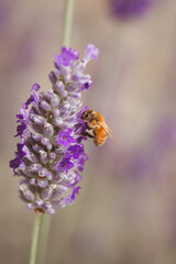 honey bee on lavender bloom 