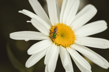Obraz premium daisy flower with green bee macro