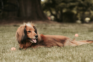 long hair dachshund laying in grass cute 