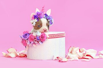 Isabella pied French Bulldog dog puppy with unicorn headband with horn peeking out of box with...
