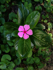 A lonely pink periwinkle