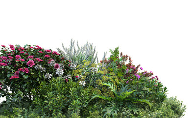 Shrubs and flowers on a white background