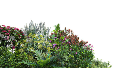 Shrubs and flowers on a white background