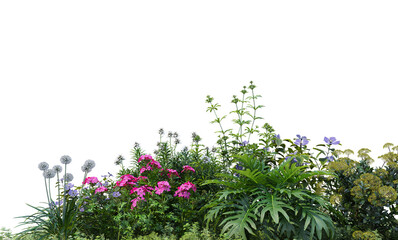 Shrubs and flowers on a white background