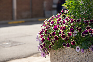 Black and pink flowers of surfinia in stone pot