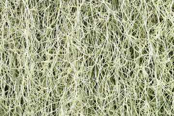 Exotic Spanish Moss Air plant. Botanic name 'Tillandsia Usneoides '