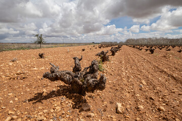 Naklejka premium viña, Campo de Criptana, provincia de Ciudad Real, Castilla-La Mancha, Spain
