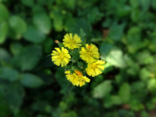 many tiny yellow flowers against a green leafy background