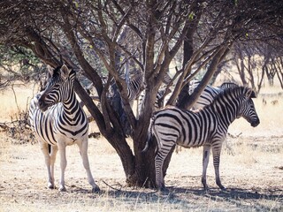 Obraz premium Safari in Namibia in the Afternoon // Game Drive 