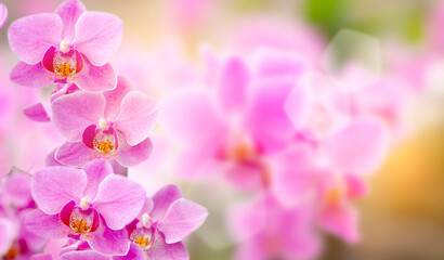Naklejka na ściany i meble Blurred image, beautiful nature in garden purple orchid
