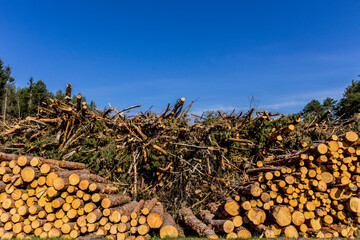 Felled trees in a forest clearing .
