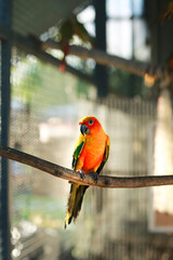 Sun Conure,beautiful orange and yellow parrot standing on tree branch in the cage