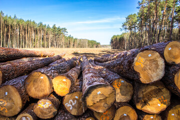 Felled trees in a forest clearing .