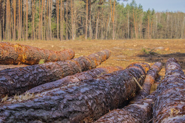 Felled trees in a forest clearing .