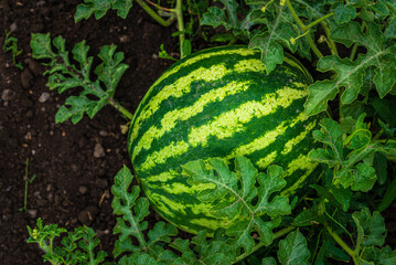 ripe sweet watermelons  open field  Growing organic vegetables farm. garden summer day natural