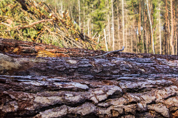 Felled trees in a forest clearing .