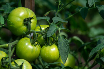 Tomato plants in greenhouse Green tomatoes plantation. Organic farming, young tomato cluster plants growth in greenhouse. for publication, poster, screensaver, wallpaper, postcard unripe