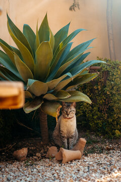 Cute cat sitting near foxtail plant in backyard