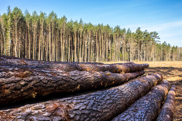 Felled trees in a forest clearing .