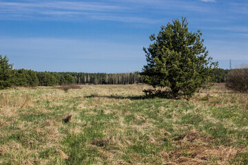 Felled trees in a forest clearing .