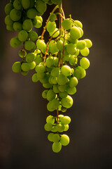 Beautiful grapes leaves in a vineyard, garden. Vineyard background in summer. Beautiful sunny day. Detail, green grapes unripe