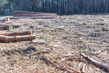 Felled trees in a forest clearing .