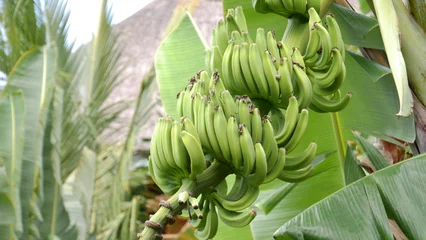 Deurstickers Bananenstaude auf Sansibar © Lars