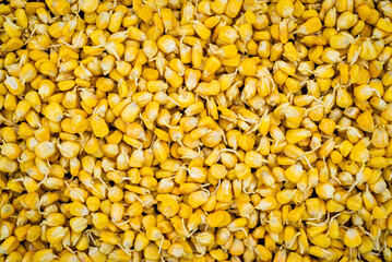 Sprouting corn seeds Closeup  fermenting sprouts prepared for planting. Farming, natural products. . Farm Corn/Maize for Microgreens Organic sweet  Zea Mays pattern