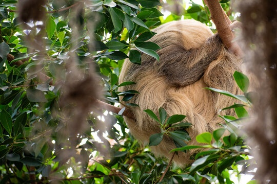Hoffman's two-toed sloth sleeping in the rainforest canopy