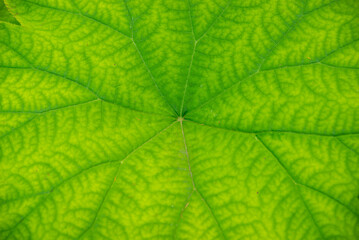 Obraz premium Green leaf Astilboides tabularis texture. macro close-up image