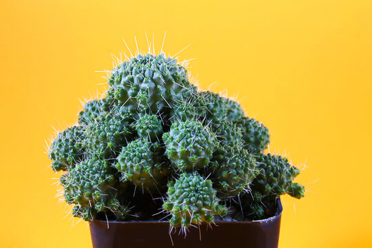 Mammillaria Spinosissima Un Pico Montrose.