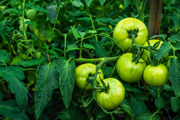 Tomato plants in greenhouse Green tomatoes plantation. Organic farming, young tomato cluster plants growth in greenhouse. for publication, poster, screensaver, wallpaper, postcard unripe