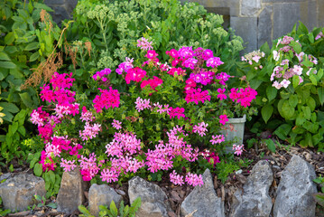 Fototapeta na wymiar Pink geranium flowers. Sunlight. Beautiful little flower of Geranium. Geranium Peltatum.
