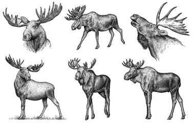 Vintage engrave isolated moose set illustration ink sketch. Wild elk background deer art