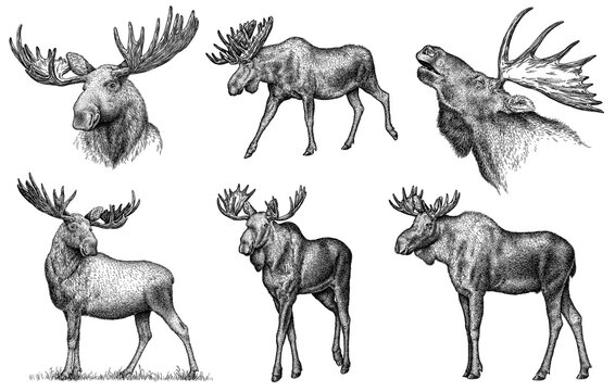 Vintage engrave isolated moose set illustration ink sketch. Wild elk background deer art