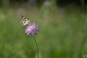 Schmetterlinge