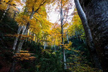 Autumn la Grevolosa forest, Osona, Barcelona, Spain