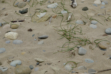 deserted beach with driftwood, seagrass, and assorted pebbles