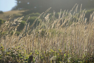gentle breeze blowing on the wheat field