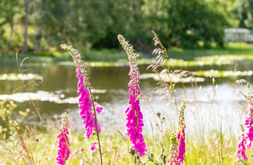 Close and selective focus on a pink foxgloves (Digitalis Purpurea) growing on the bank of Aboyne Loch in Scotland