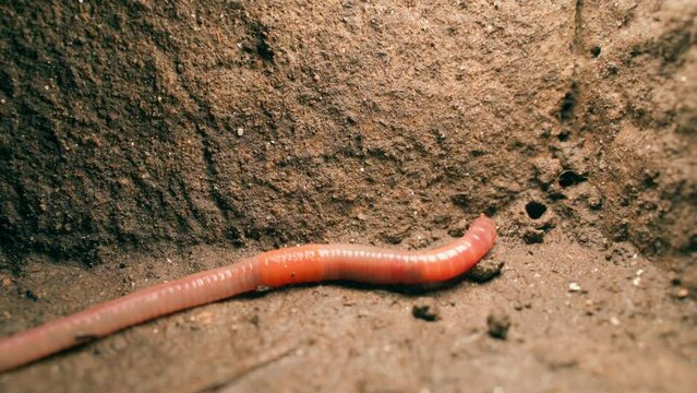 Beautiful big red earthworm close-up trying to dig himself a tunnel
