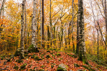Obraz premium Autumn in La Fageda D En Jorda Forest, La Garrotxa, Spain