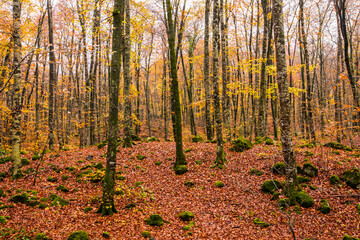 Obraz premium Autumn in La Fageda D En Jorda Forest, La Garrotxa, Spain