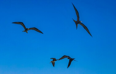 Fregat birds flock fly blue sky background on Holbox Mexico.